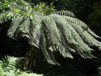 Farnbaum im Trewidden Garden